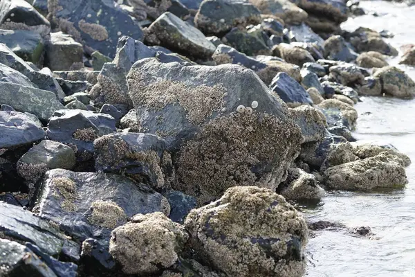 Grapsus tenuicrustatus yengeci Nisan ayında Khor Fakkan Sahili 'nde Umman Körfezi yakınlarındaki kayalara tırmanır. Grapsus tenuicrustatus (İnce kabuklu kaya yengeci, Natal lightfoot crab), başsız kabuklu bir yengeç türüdür. Khor Fakkan, Sharjah, BAE. 