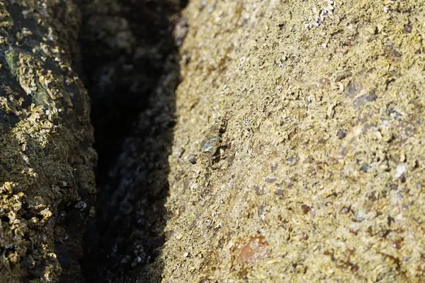 Grapsus tenuicrustatus yengeci Nisan ayında Khor Fakkan Sahili 'nde Umman Körfezi yakınlarındaki kayalara tırmanır. Grapsus tenuicrustatus (İnce kabuklu kaya yengeci, Natal lightfoot crab), başsız kabuklu bir yengeç türüdür. Khor Fakkan, Sharjah, BAE. 