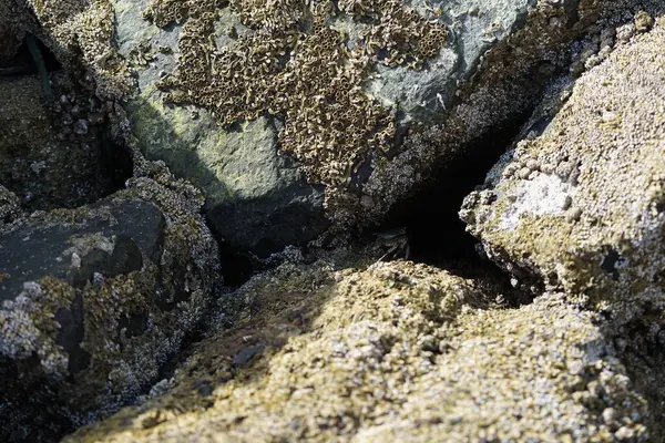 Grapsus tenuicrustatus yengeci Nisan ayında Khor Fakkan Sahili 'nde Umman Körfezi yakınlarındaki kayalara tırmanır. Grapsus tenuicrustatus (İnce kabuklu kaya yengeci, Natal lightfoot crab), başsız kabuklu bir yengeç türüdür. Khor Fakkan, Sharjah, BAE. 