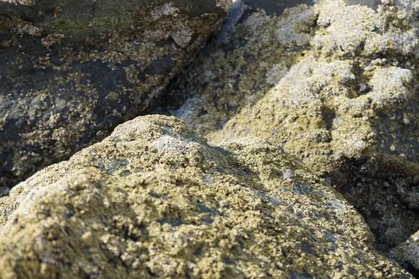 Grapsus tenuicrustatus yengeci Nisan ayında Khor Fakkan Sahili 'nde Umman Körfezi yakınlarındaki kayalara tırmanır. Grapsus tenuicrustatus (İnce kabuklu kaya yengeci, Natal lightfoot crab), başsız kabuklu bir yengeç türüdür. Khor Fakkan, Sharjah, BAE. 