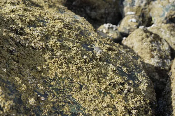 Grapsus tenuicrustatus yengeci Nisan ayında Khor Fakkan Sahili 'nde Umman Körfezi yakınlarındaki kayalara tırmanır. Grapsus tenuicrustatus (İnce kabuklu kaya yengeci, Natal lightfoot crab), başsız kabuklu bir yengeç türüdür. Khor Fakkan, Sharjah, BAE. 