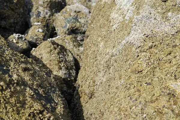 Grapsus tenuicrustatus yengeçleri Nisan ayında Khor Fakkan Sahili 'ndeki Umman Körfezi yakınlarındaki kayalara tırmanır. Grapsus tenuicrustatus (İnce kabuklu kaya yengeci, Natal lightfoot crab), başsız kabuklu bir yengeç türüdür. Khor Fakkan, Sharjah, BAE.  