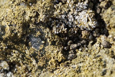 Grapsus tenuicrustatus yengeci Nisan ayında Khor Fakkan Sahili 'nde Umman Körfezi yakınlarındaki kayalara tırmanır. Grapsus tenuicrustatus (İnce kabuklu kaya yengeci, Natal lightfoot crab), başsız kabuklu bir yengeç türüdür. Khor Fakkan, Sharjah, BAE. 