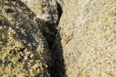 Grapsus tenuicrustatus yengeci Nisan ayında Khor Fakkan Sahili 'nde Umman Körfezi yakınlarındaki kayalara tırmanır. Grapsus tenuicrustatus (İnce kabuklu kaya yengeci, Natal lightfoot crab), başsız kabuklu bir yengeç türüdür. Khor Fakkan, Sharjah, BAE. 