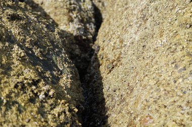 Grapsus tenuicrustatus yengeci Nisan ayında Khor Fakkan Sahili 'nde Umman Körfezi yakınlarındaki kayalara tırmanır. Grapsus tenuicrustatus (İnce kabuklu kaya yengeci, Natal lightfoot crab), başsız kabuklu bir yengeç türüdür. Khor Fakkan, Sharjah, BAE. 