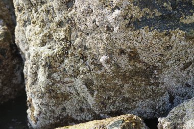 Grapsus tenuicrustatus yengeçleri Nisan ayında Khor Fakkan Sahili 'ndeki Umman Körfezi yakınlarındaki kayalara tırmanır. Grapsus tenuicrustatus (İnce kabuklu kaya yengeci, Natal lightfoot crab), başsız kabuklu bir yengeç türüdür. Khor Fakkan, Sharjah, BAE. 