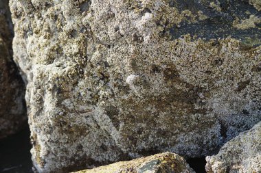 Grapsus tenuicrustatus yengeçleri Nisan ayında Khor Fakkan Sahili 'ndeki Umman Körfezi yakınlarındaki kayalara tırmanır. Grapsus tenuicrustatus (İnce kabuklu kaya yengeci, Natal lightfoot crab), başsız kabuklu bir yengeç türüdür. Khor Fakkan, Sharjah, BAE. 