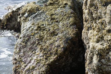 Grapsus tenuicrustatus yengeci Nisan ayında Khor Fakkan Sahili 'nde Umman Körfezi yakınlarındaki kayalara tırmanır. Grapsus tenuicrustatus (İnce kabuklu kaya yengeci, Natal lightfoot crab), başsız kabuklu bir yengeç türüdür. Khor Fakkan, Sharjah, BAE. 