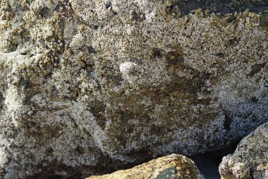 Grapsus tenuicrustatus yengeci Nisan ayında Khor Fakkan Sahili 'nde Umman Körfezi yakınlarındaki kayalara tırmanır. Grapsus tenuicrustatus (İnce kabuklu kaya yengeci, Natal lightfoot crab), başsız kabuklu bir yengeç türüdür. Khor Fakkan, Sharjah, BAE. 