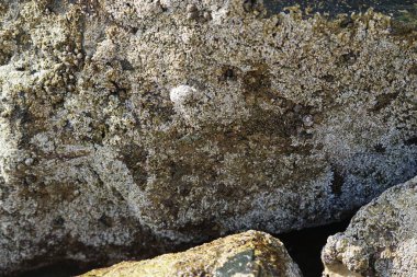 Grapsus tenuicrustatus yengeci Nisan ayında Khor Fakkan Sahili 'nde Umman Körfezi yakınlarındaki kayalara tırmanır. Grapsus tenuicrustatus (İnce kabuklu kaya yengeci, Natal lightfoot crab), başsız kabuklu bir yengeç türüdür. Khor Fakkan, Sharjah, BAE. 