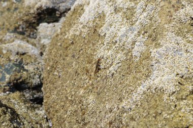 Grapsus tenuicrustatus yengeci Nisan ayında Khor Fakkan Sahili 'nde Umman Körfezi yakınlarındaki kayalara tırmanır. Grapsus tenuicrustatus (İnce kabuklu kaya yengeci, Natal lightfoot crab), başsız kabuklu bir yengeç türüdür. Khor Fakkan, Sharjah, BAE. 