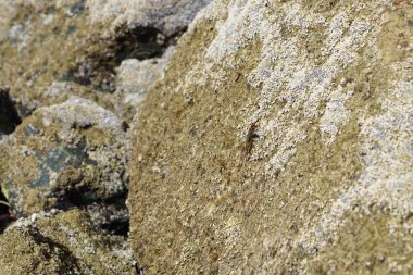 Grapsus tenuicrustatus yengeci Nisan ayında Khor Fakkan Sahili 'nde Umman Körfezi yakınlarındaki kayalara tırmanır. Grapsus tenuicrustatus (İnce kabuklu kaya yengeci, Natal lightfoot crab), başsız kabuklu bir yengeç türüdür. Khor Fakkan, Sharjah, BAE. 