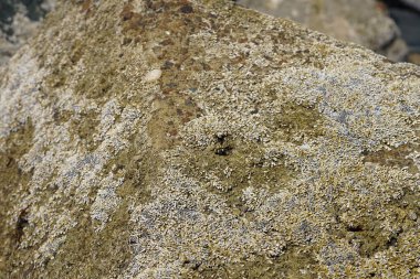 Grapsus tenuicrustatus yengeci Nisan ayında Khor Fakkan Sahili 'nde Umman Körfezi yakınlarındaki kayalara tırmanır. Grapsus tenuicrustatus (İnce kabuklu kaya yengeci, Natal lightfoot crab), başsız kabuklu bir yengeç türüdür. Khor Fakkan, Sharjah, BAE. 