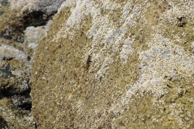 Grapsus tenuicrustatus yengeci Nisan ayında Khor Fakkan Sahili 'nde Umman Körfezi yakınlarındaki kayalara tırmanır. Grapsus tenuicrustatus (İnce kabuklu kaya yengeci, Natal lightfoot crab), başsız kabuklu bir yengeç türüdür. Khor Fakkan, Sharjah, BAE. 