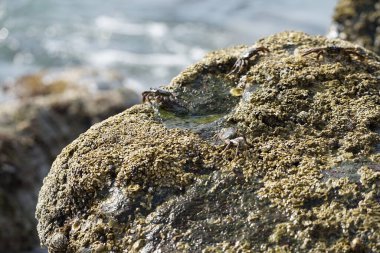 Grapsus tenuicrustatus yengeçleri Nisan ayında Khor Fakkan Sahili 'ndeki Umman Körfezi yakınlarındaki kayalara tırmanır. Grapsus tenuicrustatus (İnce kabuklu kaya yengeci, Natal lightfoot crab), başsız kabuklu bir yengeç türüdür. Khor Fakkan, Sharjah, BAE. 