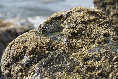 Grapsus tenuicrustatus yengeçleri Nisan ayında Khor Fakkan Sahili 'ndeki Umman Körfezi yakınlarındaki kayalara tırmanır. Grapsus tenuicrustatus (İnce kabuklu kaya yengeci, Natal lightfoot crab), başsız kabuklu bir yengeç türüdür. Khor Fakkan, Sharjah, BAE. 