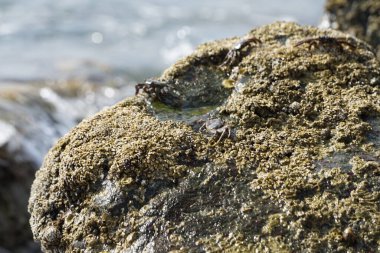 Grapsus tenuicrustatus yengeçleri Nisan ayında Khor Fakkan Sahili 'ndeki Umman Körfezi yakınlarındaki kayalara tırmanır. Grapsus tenuicrustatus (İnce kabuklu kaya yengeci, Natal lightfoot crab), başsız kabuklu bir yengeç türüdür. Khor Fakkan, Sharjah, BAE. 