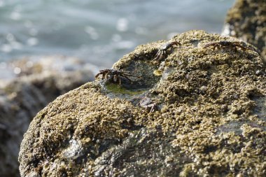 Grapsus tenuicrustatus yengeçleri Nisan ayında Khor Fakkan Sahili 'ndeki Umman Körfezi yakınlarındaki kayalara tırmanır. Grapsus tenuicrustatus (İnce kabuklu kaya yengeci, Natal lightfoot crab), başsız kabuklu bir yengeç türüdür. Khor Fakkan, Sharjah, BAE. 