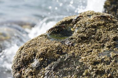 Grapsus tenuicrustatus yengeçleri Nisan ayında Khor Fakkan Sahili 'ndeki Umman Körfezi yakınlarındaki kayalara tırmanır. Grapsus tenuicrustatus (İnce kabuklu kaya yengeci, Natal lightfoot crab), başsız kabuklu bir yengeç türüdür. Khor Fakkan, Sharjah, BAE. 