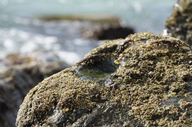 Grapsus tenuicrustatus yengeçleri Nisan ayında Khor Fakkan Sahili 'ndeki Umman Körfezi yakınlarındaki kayalara tırmanır. Grapsus tenuicrustatus (İnce kabuklu kaya yengeci, Natal lightfoot crab), başsız kabuklu bir yengeç türüdür. Khor Fakkan, Sharjah, BAE. 