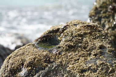 Grapsus tenuicrustatus yengeçleri Nisan ayında Khor Fakkan Sahili 'ndeki Umman Körfezi yakınlarındaki kayalara tırmanır. Grapsus tenuicrustatus (İnce kabuklu kaya yengeci, Natal lightfoot crab), başsız kabuklu bir yengeç türüdür. Khor Fakkan, Sharjah, BAE. 