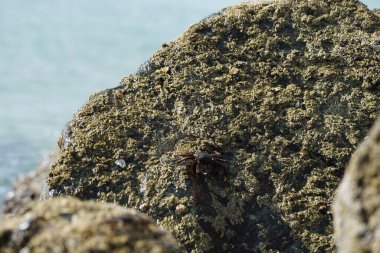 Grapsus tenuicrustatus yengeci Nisan ayında Khor Fakkan Sahili 'nde Umman Körfezi yakınlarındaki kayalara tırmanır. Grapsus tenuicrustatus (İnce kabuklu kaya yengeci, Natal lightfoot crab), başsız kabuklu bir yengeç türüdür. Khor Fakkan, Sharjah, BAE. 