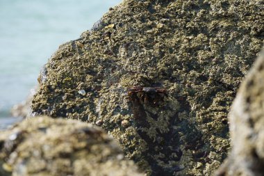 Grapsus tenuicrustatus yengeci Nisan ayında Khor Fakkan Sahili 'nde Umman Körfezi yakınlarındaki kayalara tırmanır. Grapsus tenuicrustatus (İnce kabuklu kaya yengeci, Natal lightfoot crab), başsız kabuklu bir yengeç türüdür. Khor Fakkan, Sharjah, BAE. 