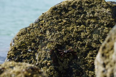 Grapsus tenuicrustatus yengeci Nisan ayında Khor Fakkan Sahili 'nde Umman Körfezi yakınlarındaki kayalara tırmanır. Grapsus tenuicrustatus (İnce kabuklu kaya yengeci, Natal lightfoot crab), başsız kabuklu bir yengeç türüdür. Khor Fakkan, Sharjah, BAE. 