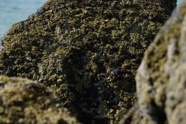 Grapsus tenuicrustatus yengeci Nisan ayında Khor Fakkan Sahili 'nde Umman Körfezi yakınlarındaki kayalara tırmanır. Grapsus tenuicrustatus (İnce kabuklu kaya yengeci, Natal lightfoot crab), başsız kabuklu bir yengeç türüdür. Khor Fakkan, Sharjah, BAE. 