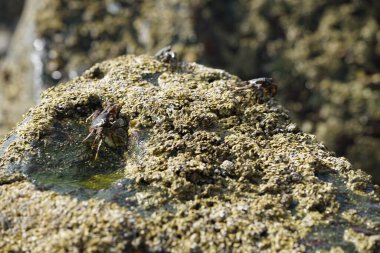 Grapsus tenuicrustatus yengeçleri Nisan ayında Khor Fakkan Sahili 'ndeki Umman Körfezi yakınlarındaki kayalara tırmanır. Grapsus tenuicrustatus (İnce kabuklu kaya yengeci, Natal lightfoot crab), başsız kabuklu bir yengeç türüdür. Khor Fakkan, Sharjah, BAE. 