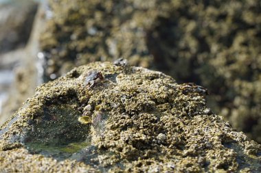 Grapsus tenuicrustatus yengeçleri Nisan ayında Khor Fakkan Sahili 'ndeki Umman Körfezi yakınlarındaki kayalara tırmanır. Grapsus tenuicrustatus (İnce kabuklu kaya yengeci, Natal lightfoot crab), başsız kabuklu bir yengeç türüdür. Khor Fakkan, Sharjah, BAE. 