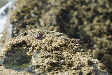Grapsus tenuicrustatus yengeçleri Nisan ayında Khor Fakkan Sahili 'ndeki Umman Körfezi yakınlarındaki kayalara tırmanır. Grapsus tenuicrustatus (İnce kabuklu kaya yengeci, Natal lightfoot crab), başsız kabuklu bir yengeç türüdür. Khor Fakkan, Sharjah, BAE. 