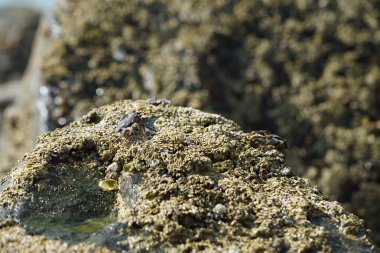 Grapsus tenuicrustatus yengeçleri Nisan ayında Khor Fakkan Sahili 'ndeki Umman Körfezi yakınlarındaki kayalara tırmanır. Grapsus tenuicrustatus (İnce kabuklu kaya yengeci, Natal lightfoot crab), başsız kabuklu bir yengeç türüdür. Khor Fakkan, Sharjah, BAE. 
