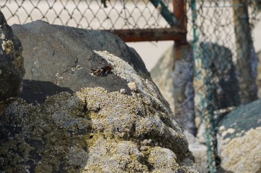 Grapsus tenuicrustatus yengeci Nisan ayında Khor Fakkan Sahili 'nde Umman Körfezi yakınlarındaki kayalara tırmanır. Grapsus tenuicrustatus (İnce kabuklu kaya yengeci, Natal lightfoot crab), başsız kabuklu bir yengeç türüdür. Khor Fakkan, Sharjah, BAE. 