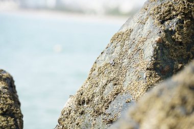 Grapsus tenuicrustatus yengeci Nisan ayında Khor Fakkan Sahili 'nde Umman Körfezi yakınlarındaki kayalara tırmanır. Grapsus tenuicrustatus (İnce kabuklu kaya yengeci, Natal lightfoot crab), başsız kabuklu bir yengeç türüdür. Khor Fakkan, Sharjah, BAE. 