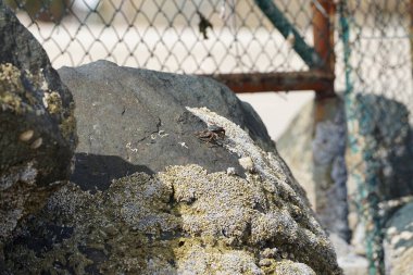 Grapsus tenuicrustatus yengeci Nisan ayında Khor Fakkan Sahili 'nde Umman Körfezi yakınlarındaki kayalara tırmanır. Grapsus tenuicrustatus (İnce kabuklu kaya yengeci, Natal lightfoot crab), başsız kabuklu bir yengeç türüdür. Khor Fakkan, Sharjah, BAE. 