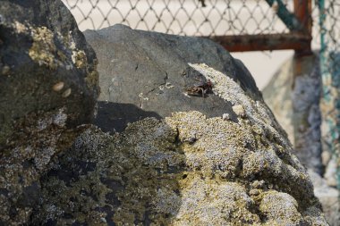 Grapsus tenuicrustatus yengeci Nisan ayında Khor Fakkan Sahili 'nde Umman Körfezi yakınlarındaki kayalara tırmanır. Grapsus tenuicrustatus (İnce kabuklu kaya yengeci, Natal lightfoot crab), başsız kabuklu bir yengeç türüdür. Khor Fakkan, Sharjah, BAE. 