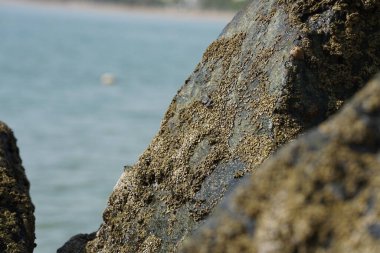 Grapsus tenuicrustatus yengeci Nisan ayında Khor Fakkan Sahili 'nde Umman Körfezi yakınlarındaki kayalara tırmanır. Grapsus tenuicrustatus (İnce kabuklu kaya yengeci, Natal lightfoot crab), başsız kabuklu bir yengeç türüdür. Khor Fakkan, Sharjah, BAE. 