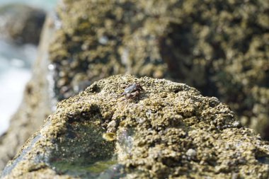 Grapsus tenuicrustatus yengeci Nisan ayında Khor Fakkan Sahili 'nde Umman Körfezi yakınlarındaki kayalara tırmanır. Grapsus tenuicrustatus (İnce kabuklu kaya yengeci, Natal lightfoot crab), başsız kabuklu bir yengeç türüdür. Khor Fakkan, Sharjah, BAE. 