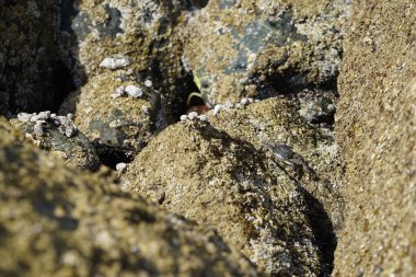 Grapsus tenuicrustatus yengeci Nisan ayında Khor Fakkan Sahili 'nde Umman Körfezi yakınlarındaki kayalara tırmanır. Grapsus tenuicrustatus (İnce kabuklu kaya yengeci, Natal lightfoot crab), başsız kabuklu bir yengeç türüdür. Khor Fakkan, Sharjah, BAE. 