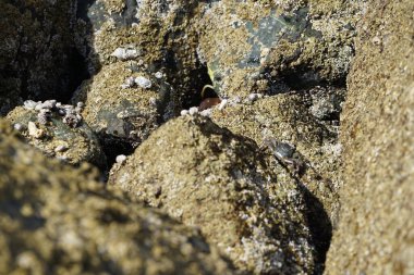 Grapsus tenuicrustatus yengeci Nisan ayında Khor Fakkan Sahili 'nde Umman Körfezi yakınlarındaki kayalara tırmanır. Grapsus tenuicrustatus (İnce kabuklu kaya yengeci, Natal lightfoot crab), başsız kabuklu bir yengeç türüdür. Khor Fakkan, Sharjah, BAE. 