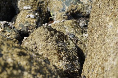 Grapsus tenuicrustatus yengeci Nisan ayında Khor Fakkan Sahili 'nde Umman Körfezi yakınlarındaki kayalara tırmanır. Grapsus tenuicrustatus (İnce kabuklu kaya yengeci, Natal lightfoot crab), başsız kabuklu bir yengeç türüdür. Khor Fakkan, Sharjah, BAE. 