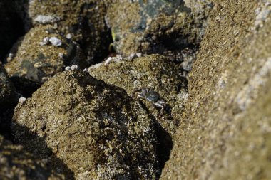 Grapsus tenuicrustatus yengeci Nisan ayında Khor Fakkan Sahili 'nde Umman Körfezi yakınlarındaki kayalara tırmanır. Grapsus tenuicrustatus (İnce kabuklu kaya yengeci, Natal lightfoot crab), başsız kabuklu bir yengeç türüdür. Khor Fakkan, Sharjah, BAE. 