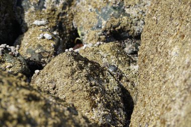 Grapsus tenuicrustatus yengeci Nisan ayında Khor Fakkan Sahili 'nde Umman Körfezi yakınlarındaki kayalara tırmanır. Grapsus tenuicrustatus (İnce kabuklu kaya yengeci, Natal lightfoot crab), başsız kabuklu bir yengeç türüdür. Khor Fakkan, Sharjah, BAE. 