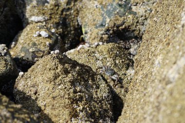 Grapsus tenuicrustatus yengeci Nisan ayında Khor Fakkan Sahili 'nde Umman Körfezi yakınlarındaki kayalara tırmanır. Grapsus tenuicrustatus (İnce kabuklu kaya yengeci, Natal lightfoot crab), başsız kabuklu bir yengeç türüdür. Khor Fakkan, Sharjah, BAE. 