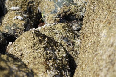 Grapsus tenuicrustatus yengeci Nisan ayında Khor Fakkan Sahili 'nde Umman Körfezi yakınlarındaki kayalara tırmanır. Grapsus tenuicrustatus (İnce kabuklu kaya yengeci, Natal lightfoot crab), başsız kabuklu bir yengeç türüdür. Khor Fakkan, Sharjah, BAE. 