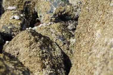 Grapsus tenuicrustatus yengeci Nisan ayında Khor Fakkan Sahili 'nde Umman Körfezi yakınlarındaki kayalara tırmanır. Grapsus tenuicrustatus (İnce kabuklu kaya yengeci, Natal lightfoot crab), başsız kabuklu bir yengeç türüdür. Khor Fakkan, Sharjah, BAE. 