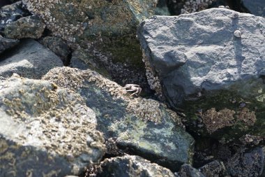 Grapsus tenuicrustatus yengeci Nisan ayında Khor Fakkan Sahili 'nde Umman Körfezi yakınlarındaki kayalara tırmanır. Grapsus tenuicrustatus (İnce kabuklu kaya yengeci, Natal lightfoot crab), başsız kabuklu bir yengeç türüdür. Khor Fakkan, Sharjah, BAE. 