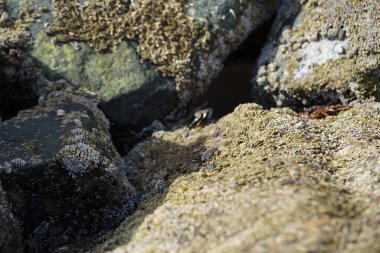 Grapsus tenuicrustatus yengeci Nisan ayında Khor Fakkan Sahili 'nde Umman Körfezi yakınlarındaki kayalara tırmanır. Grapsus tenuicrustatus (İnce kabuklu kaya yengeci, Natal lightfoot crab), başsız kabuklu bir yengeç türüdür. Khor Fakkan, Sharjah, BAE. 