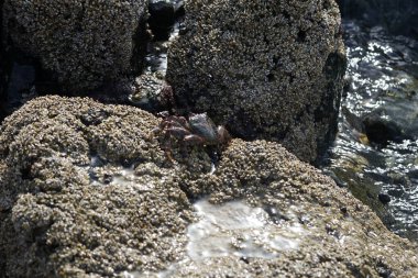 Grapsus tenuicrustatus yengeci Nisan ayında Khor Fakkan Sahili 'nde Umman Körfezi yakınlarındaki kayalara tırmanır. Grapsus tenuicrustatus (İnce kabuklu kaya yengeci, Natal lightfoot crab), başsız kabuklu bir yengeç türüdür. Khor Fakkan, Sharjah, BAE. 